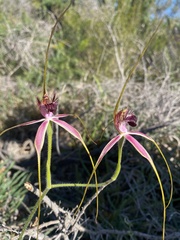 Caladenia lorea
