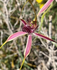 Caladenia lorea
