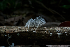 Marasmiellus coilobasis