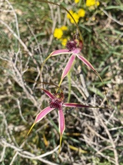 Caladenia lorea