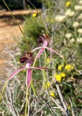 Caladenia lorea