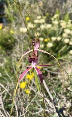 Caladenia lorea