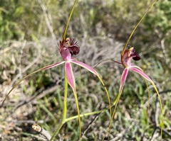 Caladenia lorea