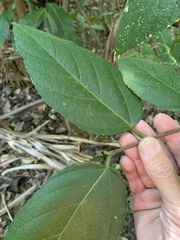 Ficus congesta