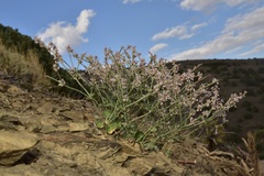 Eriogonum panamintense