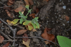 Heliotropium supinum