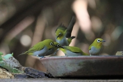 Zosterops simplex williamsoni