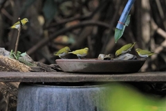 Zosterops simplex williamsoni