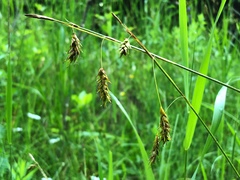 Carex castanea