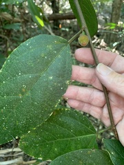 Ficus congesta