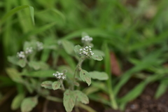 Heliotropium supinum