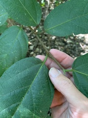 Ficus congesta