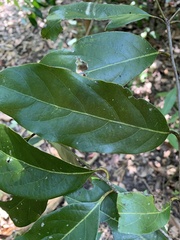 Cryptocarya onoprienkoana