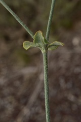 Eriogonum panamintense
