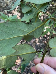 Cryptocarya onoprienkoana