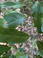 Cryptocarya onoprienkoana