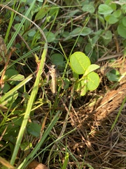 Proctacanthus gracilis