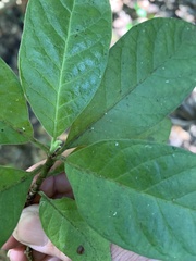 Pittosporum ferrugineum