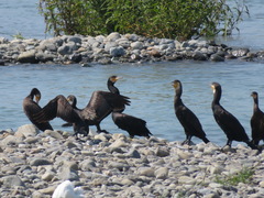 Phalacrocorax carbo