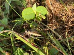 Proctacanthus gracilis