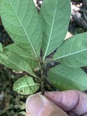 Pittosporum ferrugineum