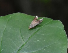 Anacampsis nonstrigella