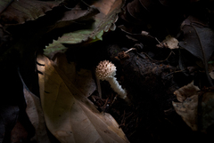 Cystolepiota pulverulenta