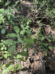 Prunus triloba