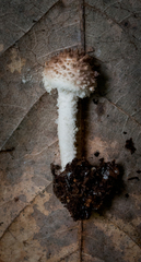 Cystolepiota pulverulenta