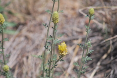 Dalea aurea