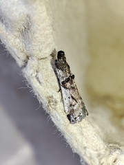 Pseudacrobasis tergestella