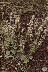 Eriogonum panamintense