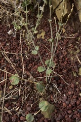 Eriogonum panamintense