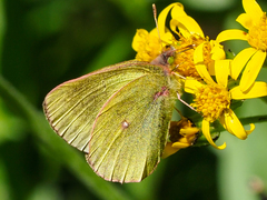 Colias skinneri