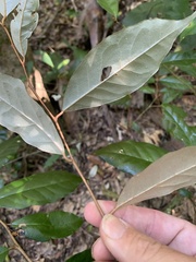 Elaeagnus triflora