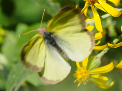 Colias skinneri