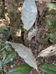 Elaeagnus triflora
