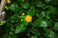 Gynura divaricata