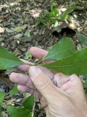 Pittosporum venulosum
