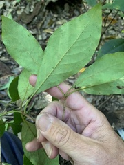 Pittosporum venulosum