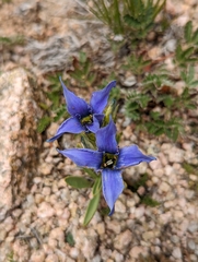 Gentianopsis barbellata