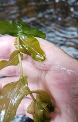 Potamogeton perfoliatus