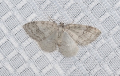 Venusia duodecemlineata