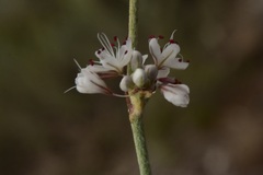 Eriogonum panamintense