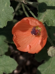 Sphaeralcea laxa