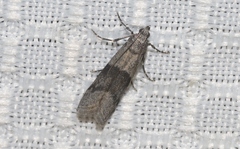 Vitula insula