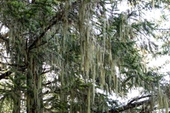 Usnea cavernosa