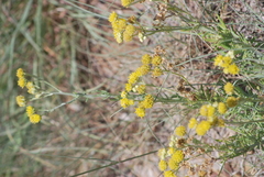 Hymenopappus flavescens