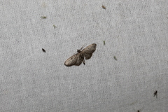 Eupithecia virgaureata