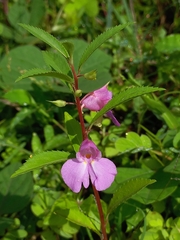 Impatiens rosea